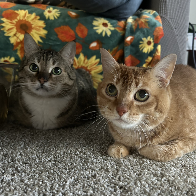 Paws  Plants By Drea photo 2
