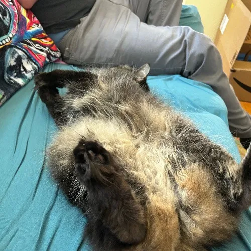 Mind The Whiskers Kitty Sitting