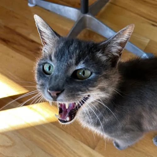 Mind The Whiskers Kitty Sitting