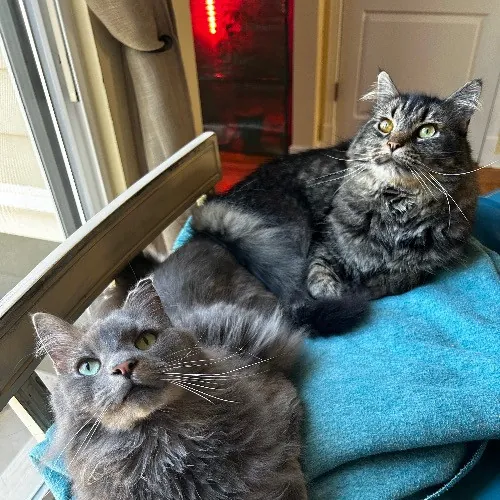 Mind The Whiskers Kitty Sitting