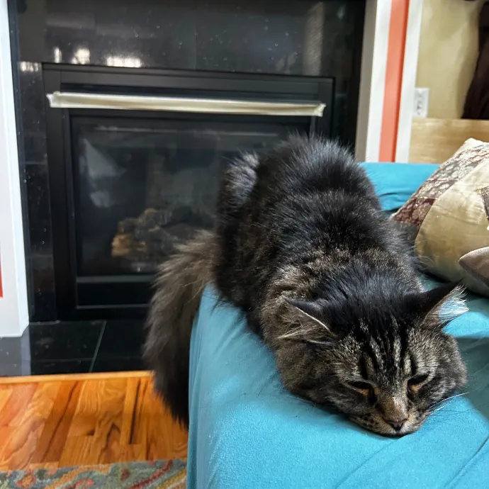 Mind The Whiskers Kitty Sitting