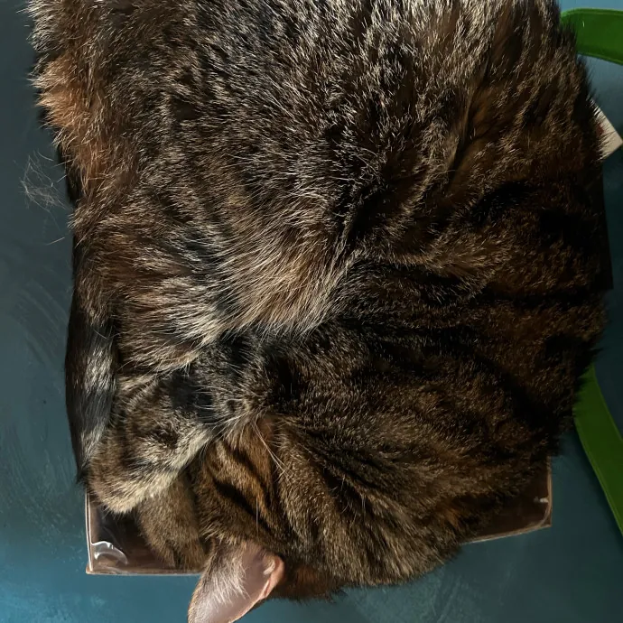 Mind The Whiskers Kitty Sitting