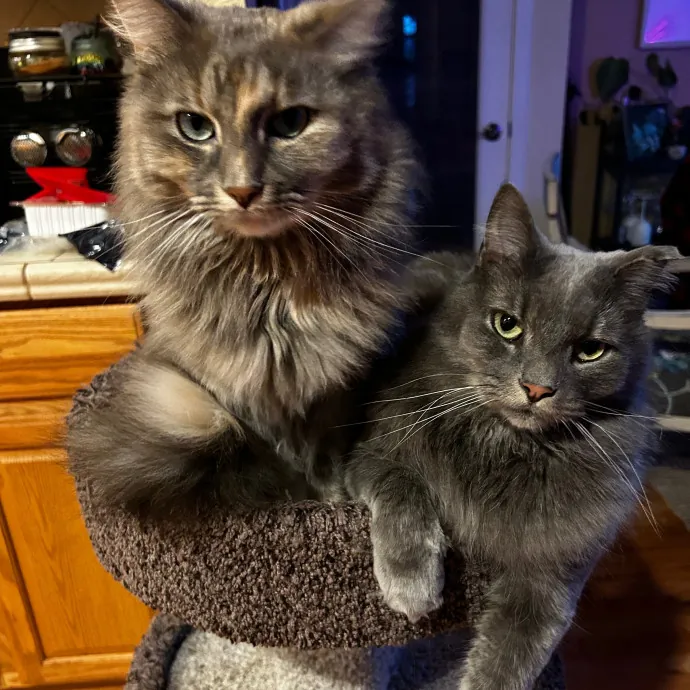 Mind The Whiskers Kitty Sitting