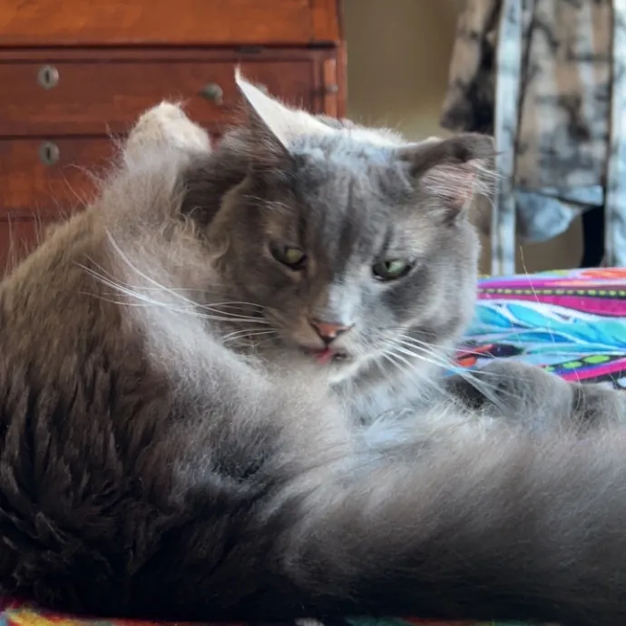 Mind The Whiskers Kitty Sitting