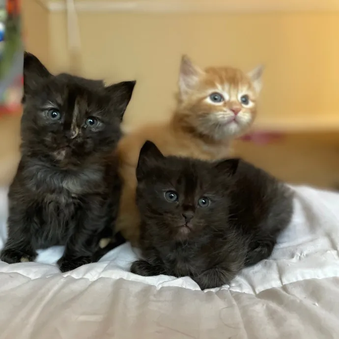 Mind The Whiskers Kitty Sitting