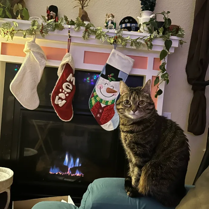 Mind The Whiskers Kitty Sitting