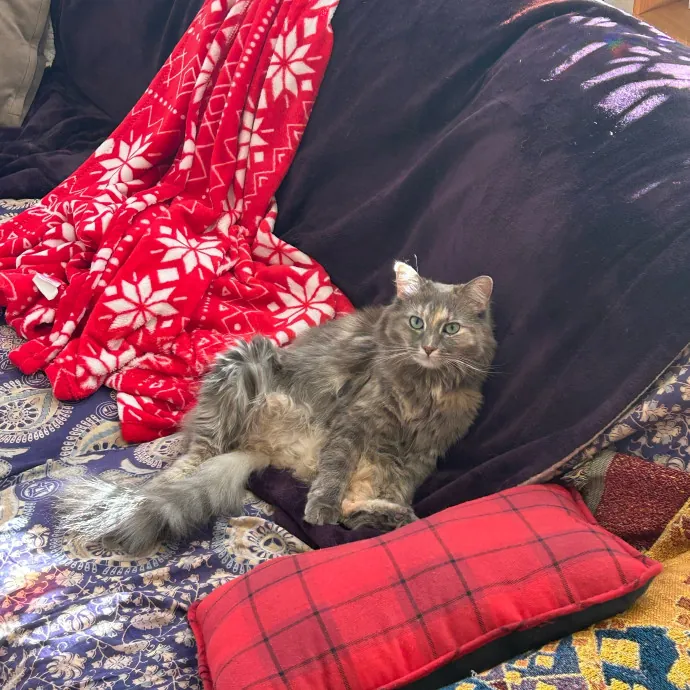 Mind The Whiskers Kitty Sitting