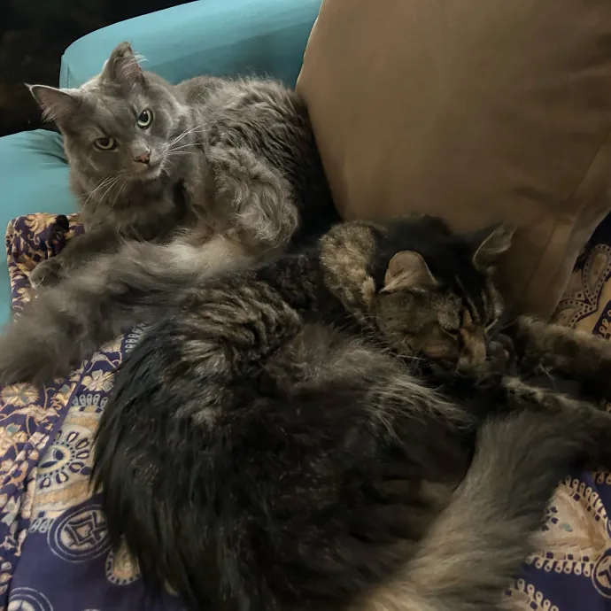 Mind The Whiskers Kitty Sitting