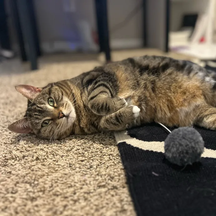 Mind The Whiskers Kitty Sitting