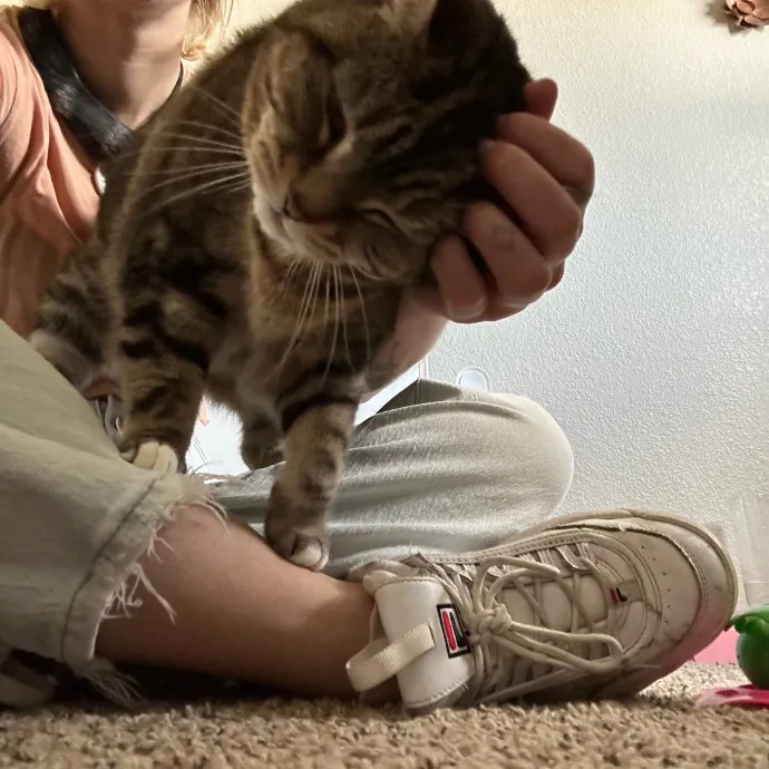 Mind The Whiskers Kitty Sitting