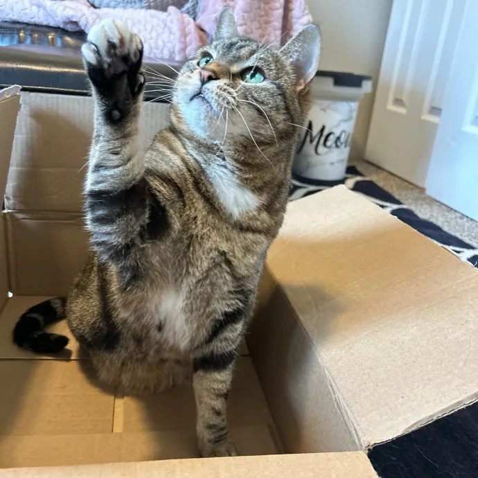 Mind The Whiskers Kitty Sitting