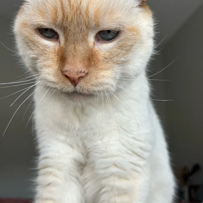 Mind The Whiskers Kitty Sitting