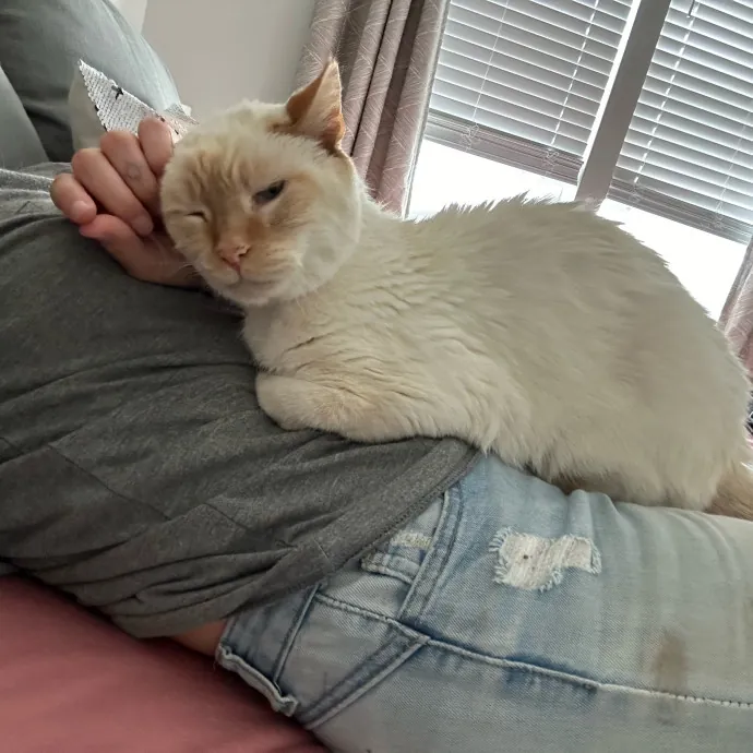 Mind The Whiskers Kitty Sitting