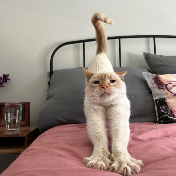 Mind The Whiskers Kitty Sitting