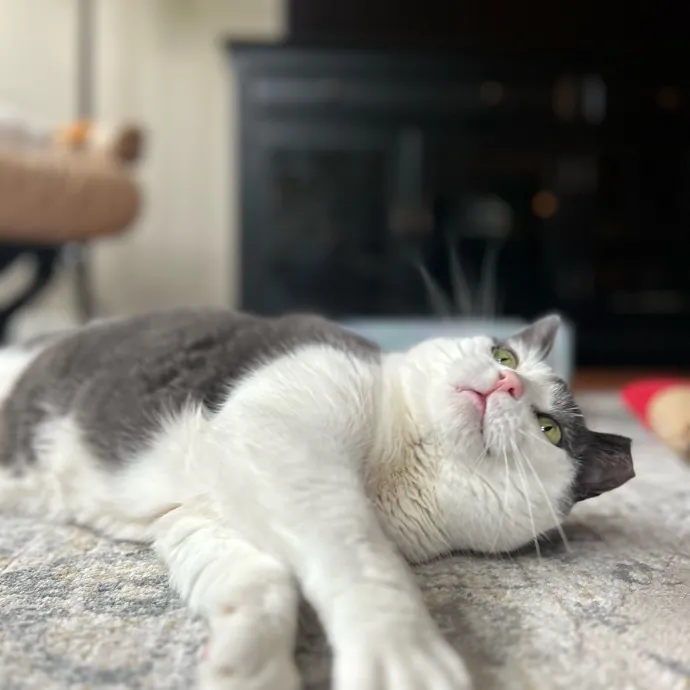 Mind The Whiskers Kitty Sitting