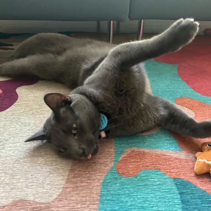 Mind The Whiskers Kitty Sitting