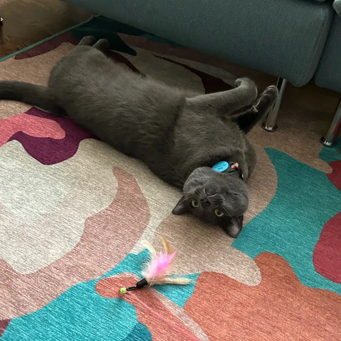 Mind The Whiskers Kitty Sitting photo 4