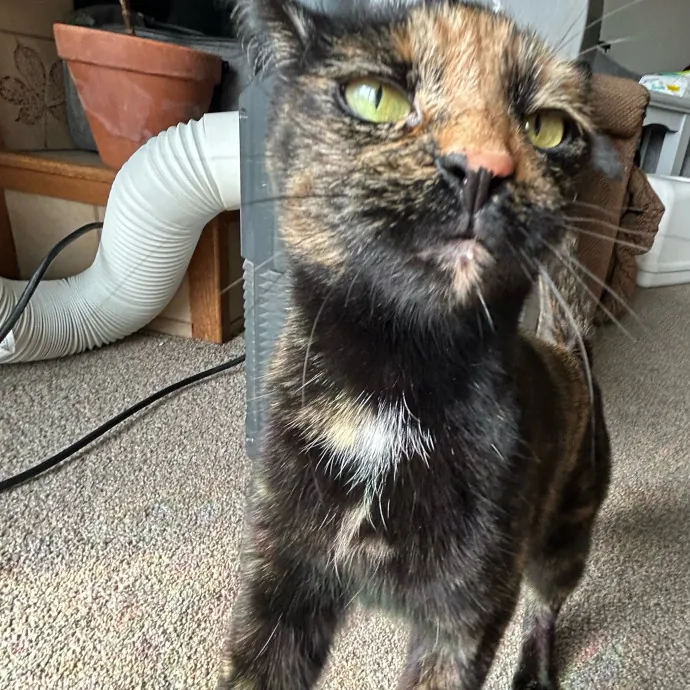 Mind The Whiskers Kitty Sitting photo 2