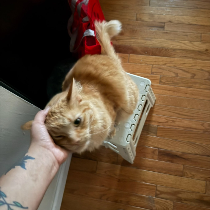 Pawsitively Purrfect Catsitting