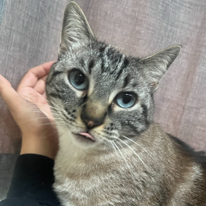 Pawsitively Purrfect Catsitting