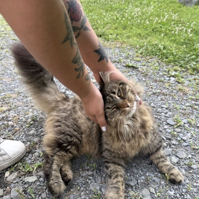 Pawsitively Purrfect Catsitting