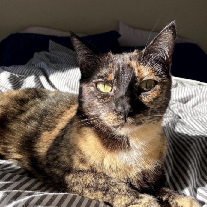 Pawsitively Purrfect Catsitting photo 3