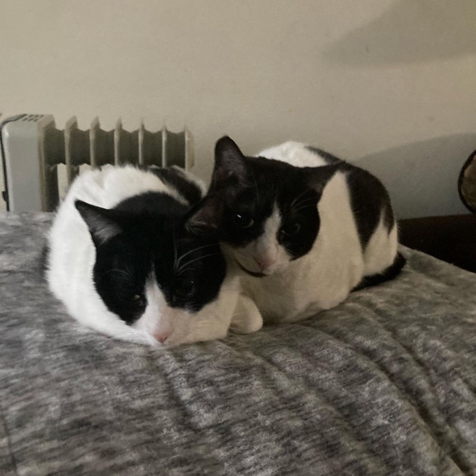 Ella's Excellent Care