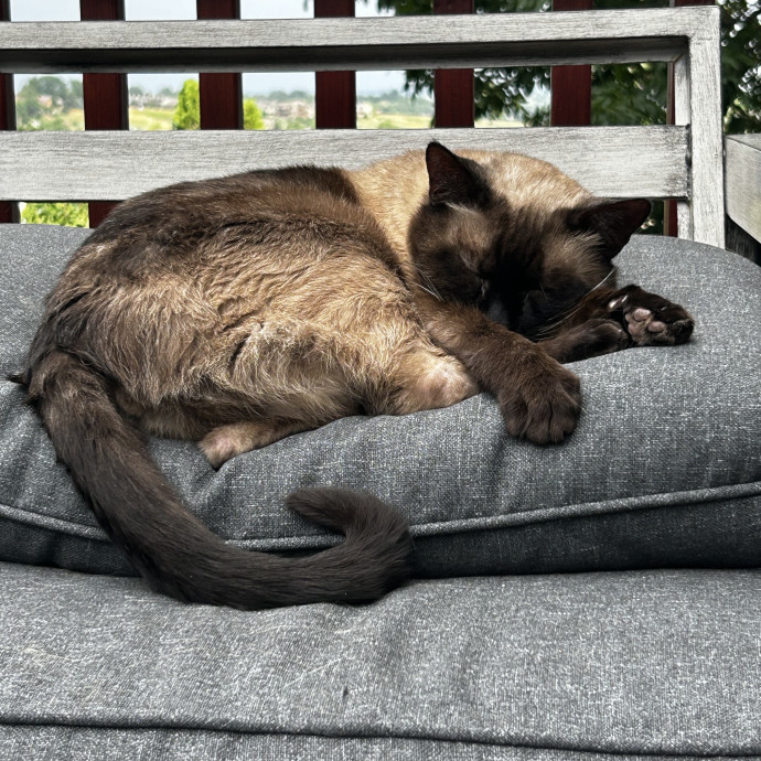 Experienced  Loving Cat Care photo 2