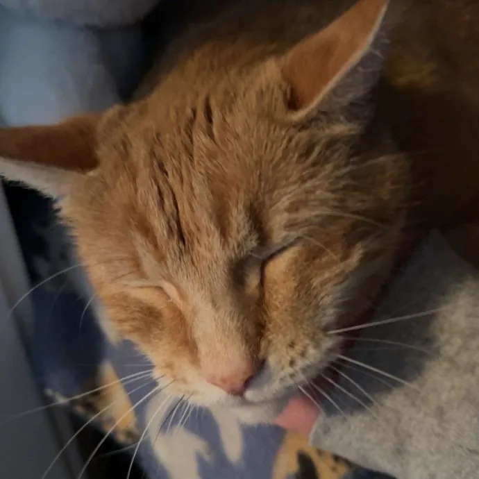 Cat Lover Offering Safe Dependable Care