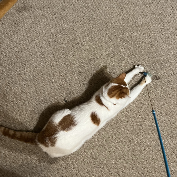 The Chill Cat Whisperer
