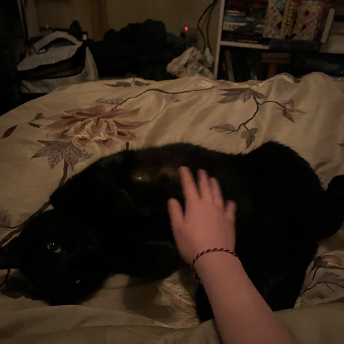 The Chill Cat Whisperer