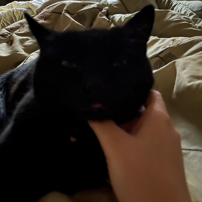 The Chill Cat Whisperer photo 2