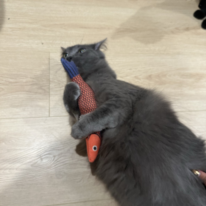 Loving Reliable Cat Sitter - La