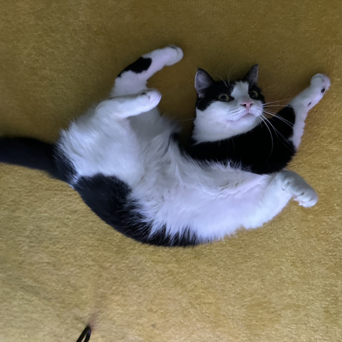 Loving Reliable Cat Sitter - La