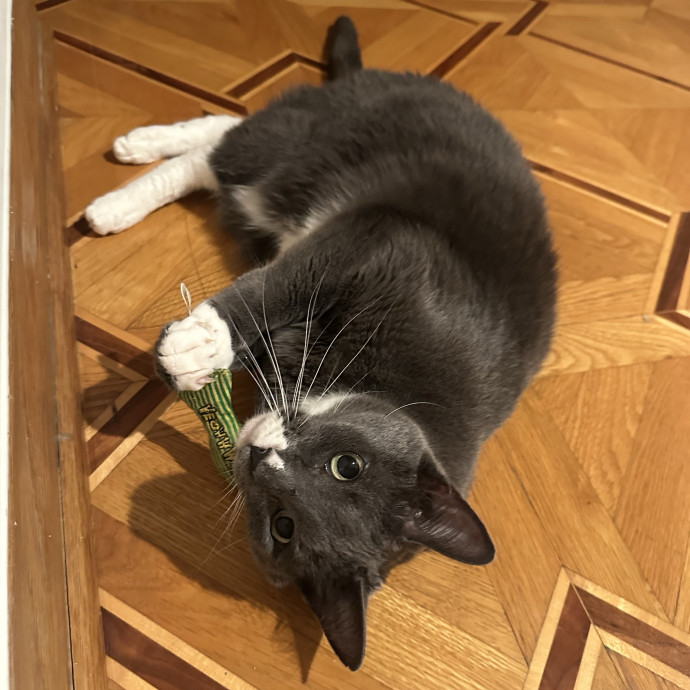 Loving Reliable Cat Sitter - La