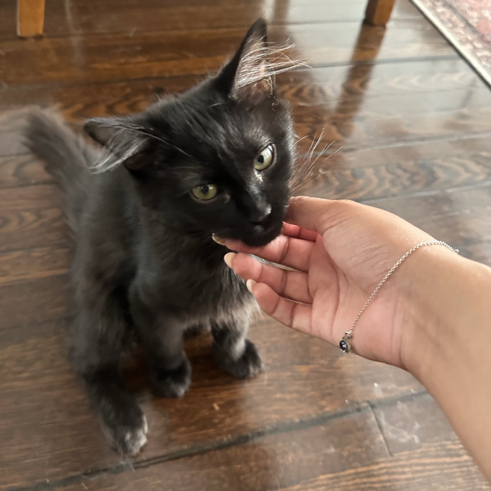Loving Reliable Cat Sitter - La