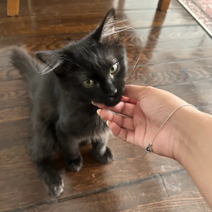 Loving Reliable Cat Sitter - La