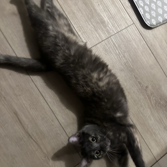 Loving Reliable Cat Sitter - La