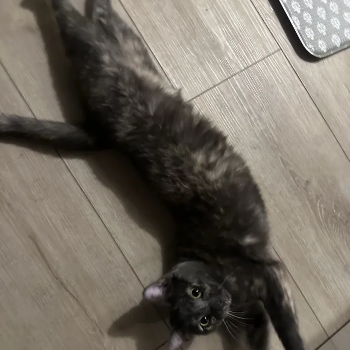 Loving Reliable Cat Sitter - La