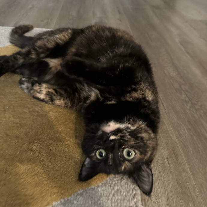 Loving Reliable Cat Sitter - La