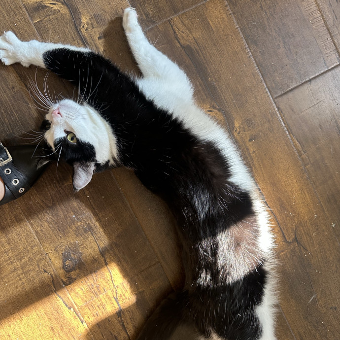 Loving Reliable Cat Sitter - La