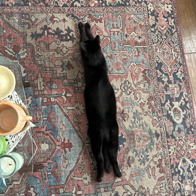 Loving Reliable Cat Sitter - La