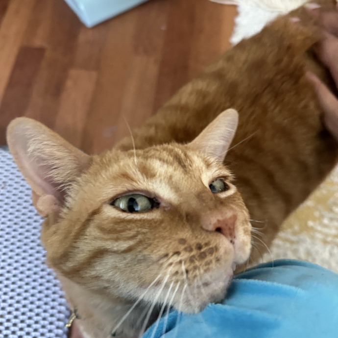 Loving Reliable Cat Sitter - La