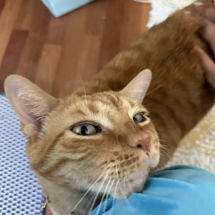 Loving Reliable Cat Sitter - La