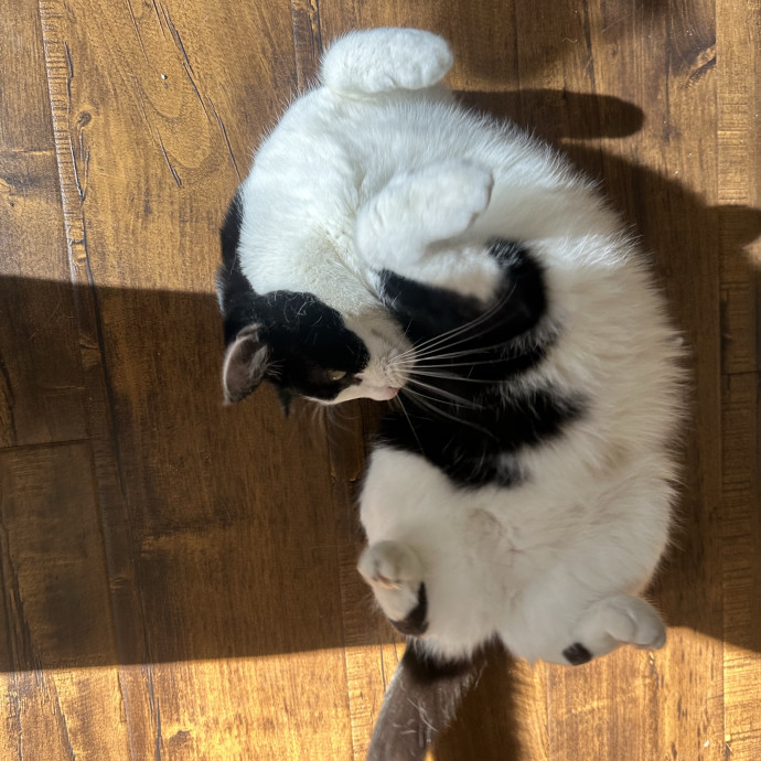 Loving Reliable Cat Sitter - La
