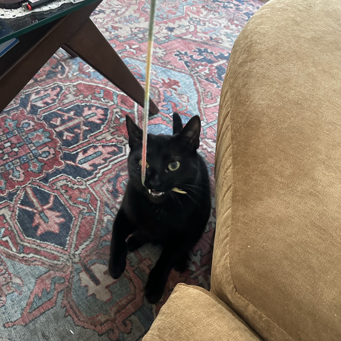 Loving Reliable Cat Sitter - La