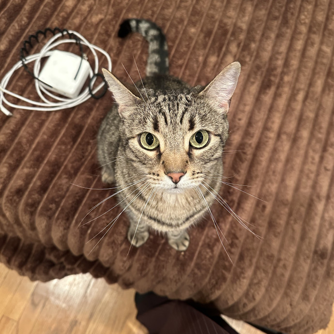 Loving Reliable Cat Sitter - La