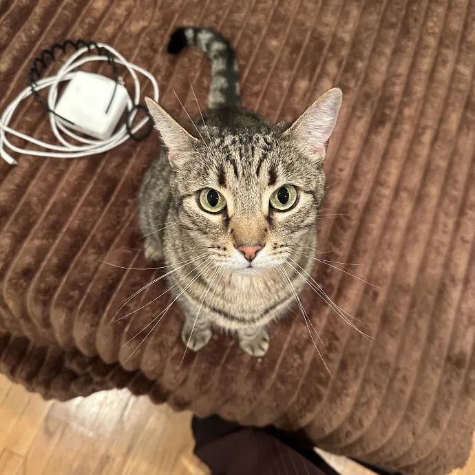 Loving Reliable Cat Sitter - La
