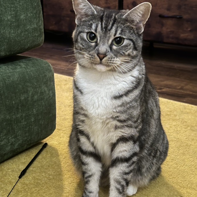 Loving Reliable Cat Sitter - La