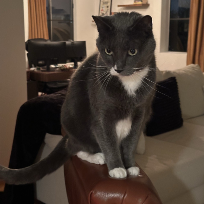 Loving Reliable Cat Sitter - La